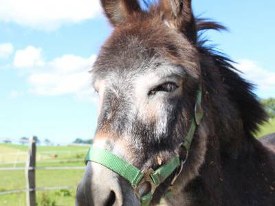 Bild 6 aus  Ferienhof Schnoor