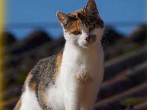 Bild 11 aus  Birkenhof