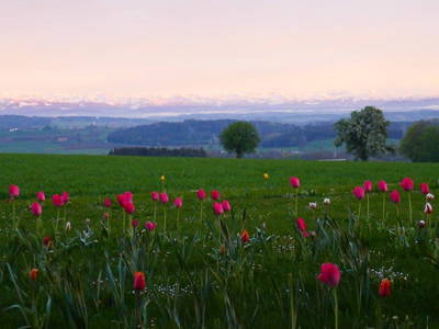 Bild 116 aus  Allgäu Bergferienhof
