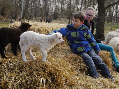 Bild 11 aus  Erlenhof im Oderbruch - Rund ums Schaf