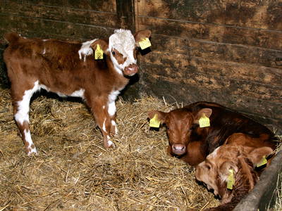 Bild 5 aus  Pension u. Ferienhof Schöne