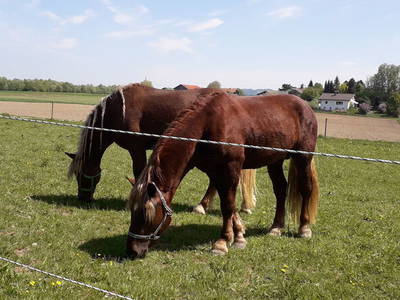 Bild 7 aus  Ferienhof Fink