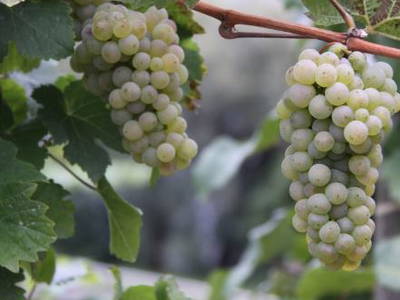 Bild 22 aus  Ferres Weingut