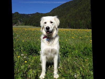 Bild 6 aus  Lechnerhof