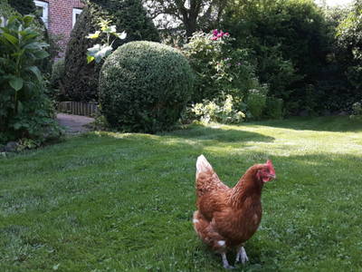 Bild 38 aus  Ferienhof Nielson