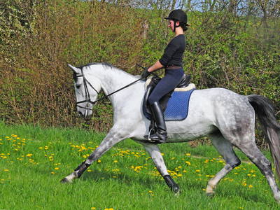 Bild 20 aus  Landhotel-Ferienhof Schneider