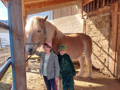 Unser Haflinger Attila