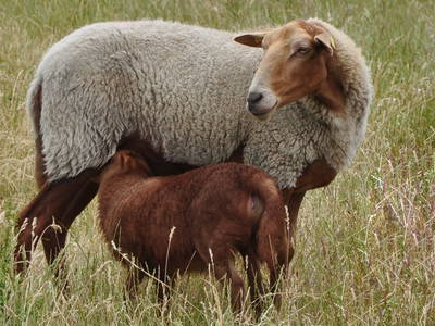 Bild 10 aus  Braunsberger Höfe