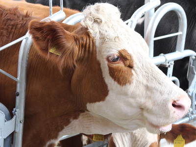 Bild 27 aus  Neu-Schötzerhof