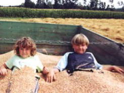 Getreideernte im Sommer