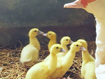 Bild 20 aus  Le Colombié - Ferienhäuser an der Dordogne mieten