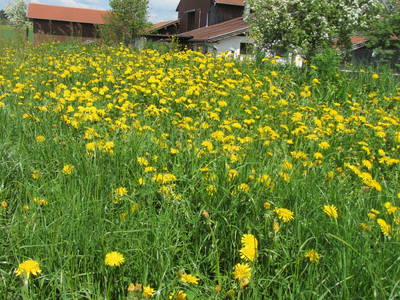 Bild 23 aus  Frankhof