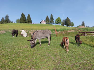 Bild 13 aus  Sunmattehof