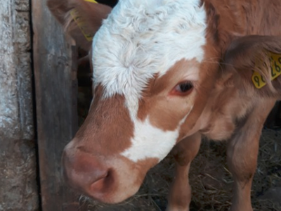 Bild 6 aus  Bauernhof Kieslinger