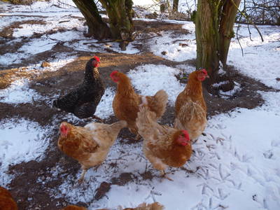 jeden Tag gibt es frische Eier