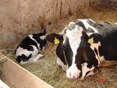 Bild 8 aus  Ferienhof Weichlein