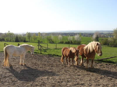 Bild 6 aus  "Höhenhof - Erlebnisbauernhof"