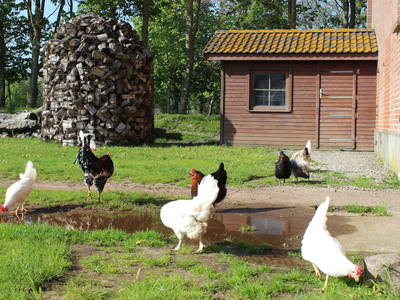 Bild 4 aus  Bauernhof Höper-Rauert