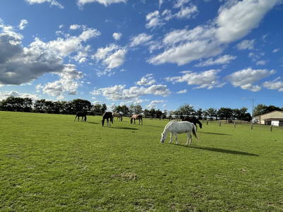 Bild 25 aus  Reitschule Fuchsenhof FN