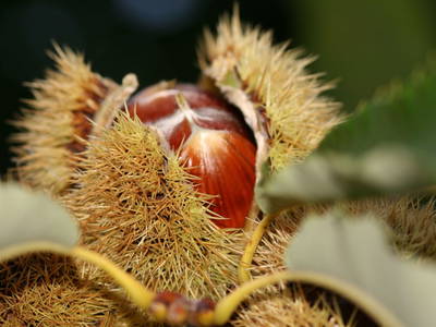 Bild 12 aus  Umsinder Hof