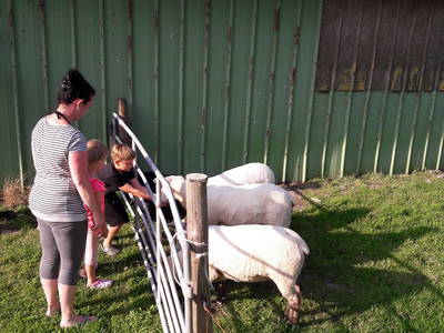 Bild 11 aus  Ferienhof Friedenshof