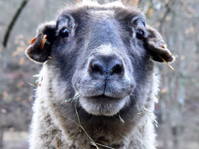 Bild 16 aus  Gut Neuwerk