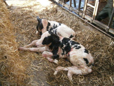 Bild 20 aus  Allgäu Bergferienhof