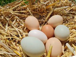 Bild 13 aus  Bergbauernhof Aichele