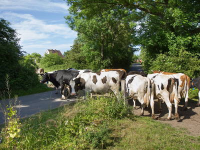Bild 10 aus  Ostseebauernhof