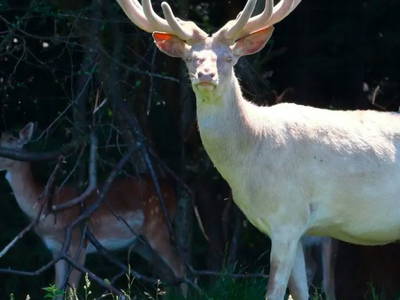 Bild 13 aus  Ostsee Baumhaushotel Schleswig-Holstein