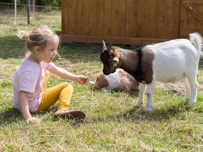 Ziegen streicheln im Gehege