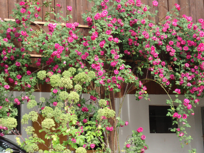 Bild 8 aus  Unterfürberg-Hof