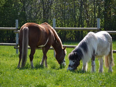 Bild 4 aus  Ferienhof Buchberger