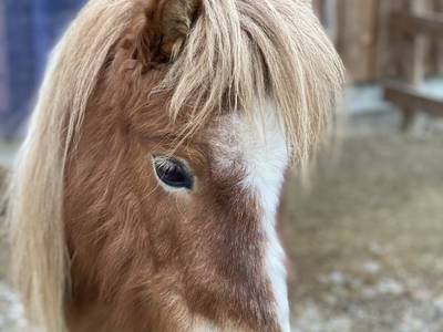 Bild 14 aus  Kirschhof am Bodensee