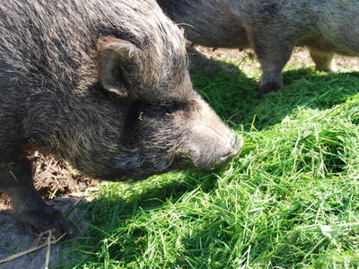 Bild 35 aus  Ahoi Ostsee:  Bauernhof und OstseeUrlaub - Ferienhof Becker in Dahme