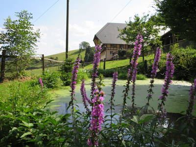Bild 9 aus  Oberer Rechtgrabenhof