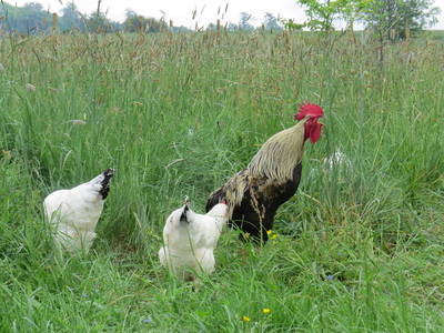 Bild 17 aus  Hof Wahls