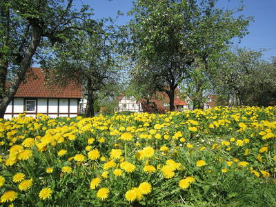 Bild 23 aus  Feriendorf Altes Land Verwaltungsgesellschaft mbH