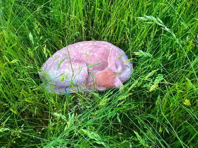 Bild 18 aus  Ferienhof Birnbaum