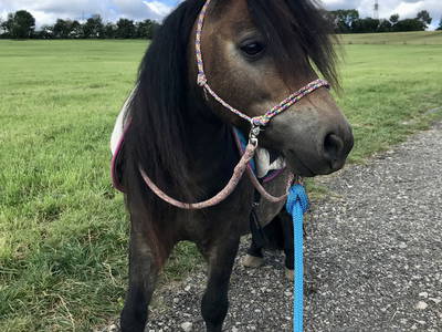 Bild 11 aus  Görgenhof - Gnadenhof für Bauernhoftiere