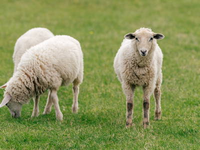 Bild 27 aus  "FEWO auf dem Lande" bei St. Peter Ording