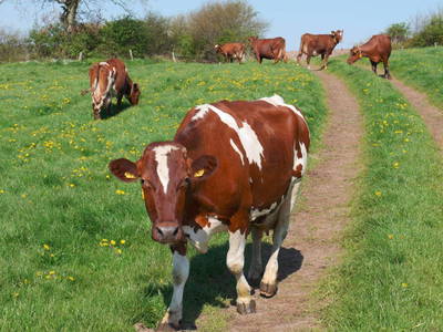 Bild 9 aus  Grünberger Hof