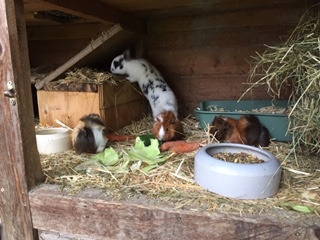 Haen und Meerschweinchen