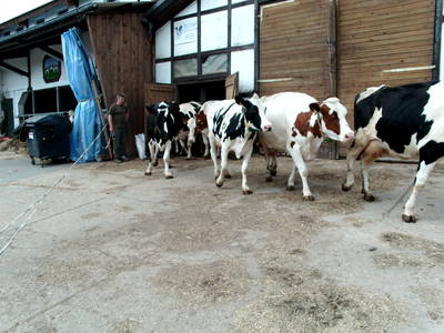 Bild 38 aus  Ferienhof Pulte