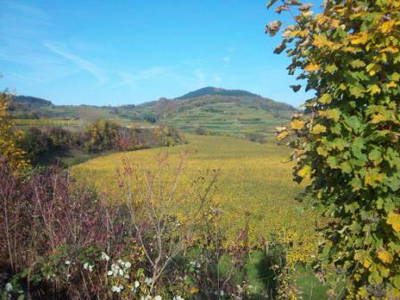 Bild 13 aus  Winzerhof