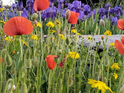 Bild 3 aus  Urlaub auf dem Lande zwischen den zwei Meeren - Apulien - Salento