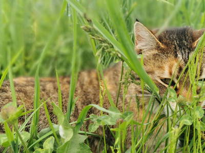 Bild 11 aus  Ferienwohnungen Perfeldhof