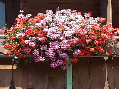 Bild 21 aus  Gästehaus Schmid und Reitzner