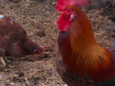 Bild 18 aus  Gutshof Hungerburg