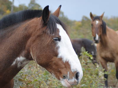 Bild 78 aus  Casa Bivignano